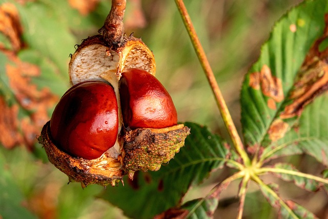 teravalis buckeye sustainability features