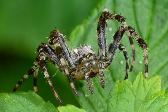 Therapeutic environments