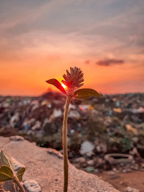 trash pickup schedule