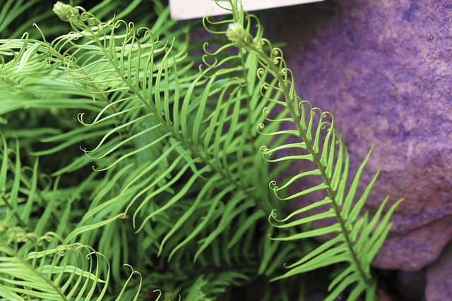 xeriscape landscaping trends phoenix 2026