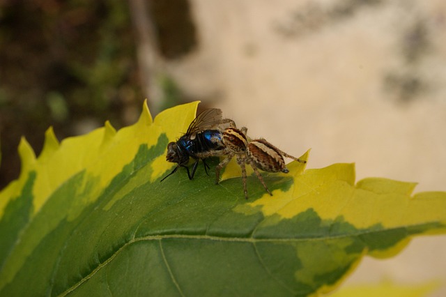 zoning classifications