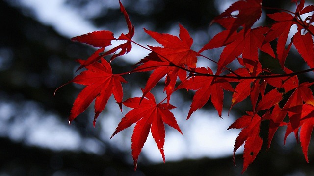 1500 n central ave phoenix mixed use