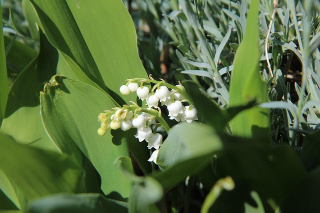 55 plus communities in west valley az