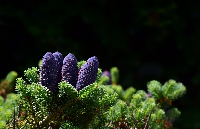 asante surprise az growth 2026