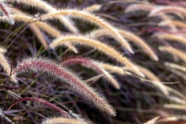 asante surprise az growth 2026