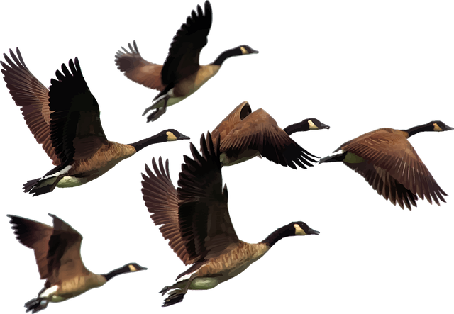 Asset-heavy migration