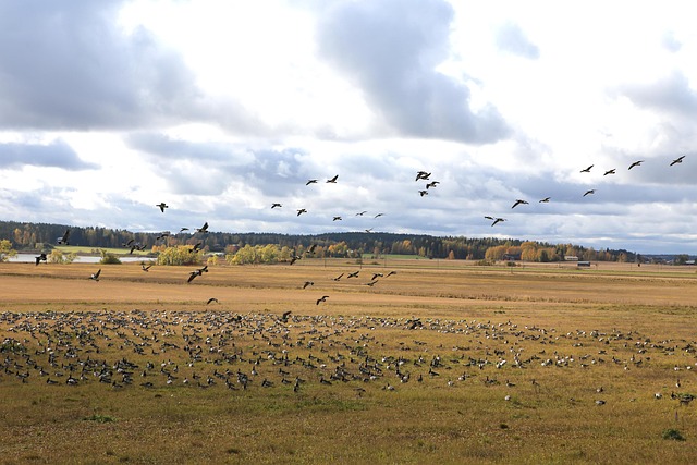 Asset-heavy migration