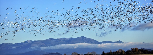 Asset-heavy migration