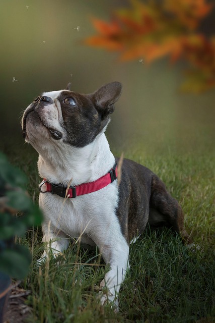 best restaurants in boston