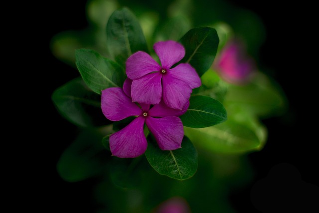 best restaurants in new orleans