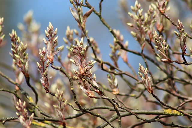 blossom rock vs eastmark mesa