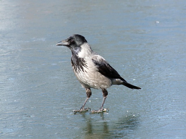 broadband availability