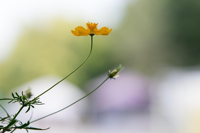 broadband availability