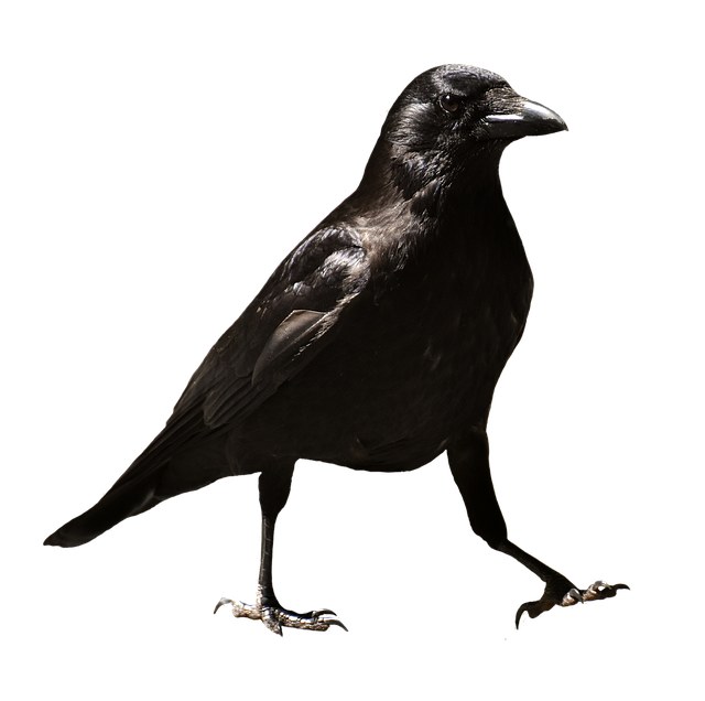 Capital gains exemption