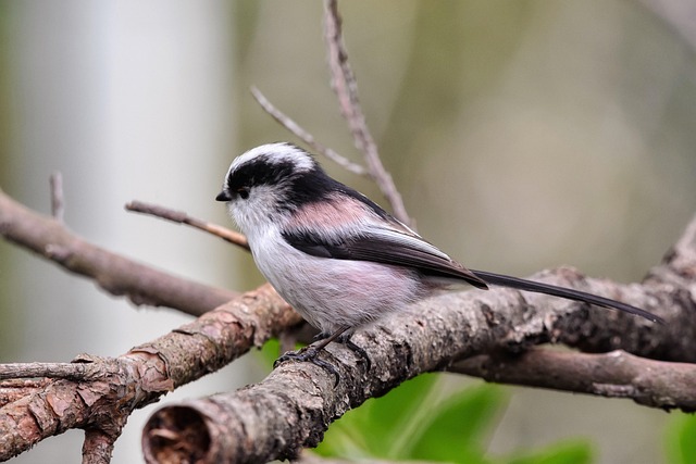 Career relocation guide