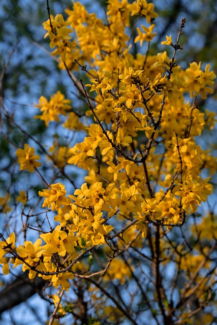 debt-to-income limits