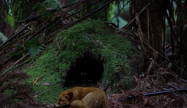 den_ hotel and spa residences phoenix