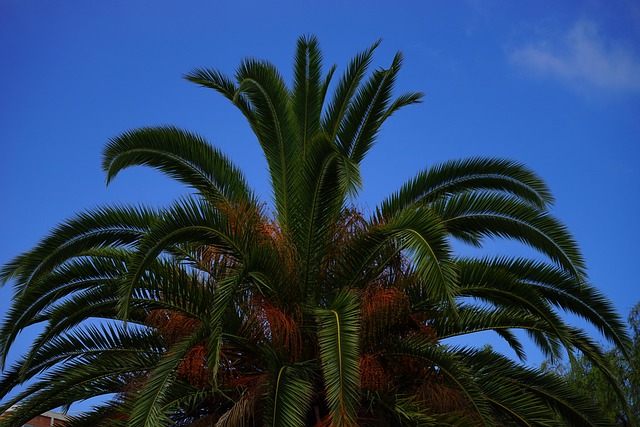 den_ hotel and spa residences phoenix