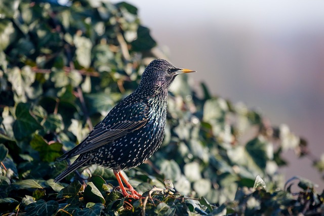 direct bill relocation