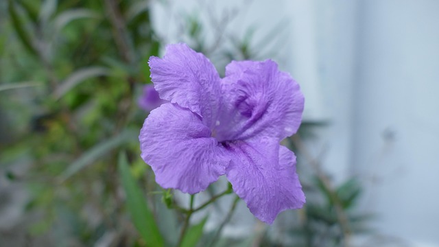 drought-resistant gardening phoenix hoas