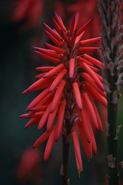 drought-resistant gardening phoenix hoas