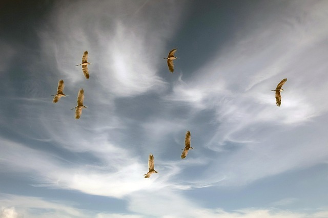 Economic migration data