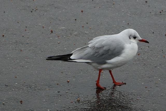 energy efficiency ratings