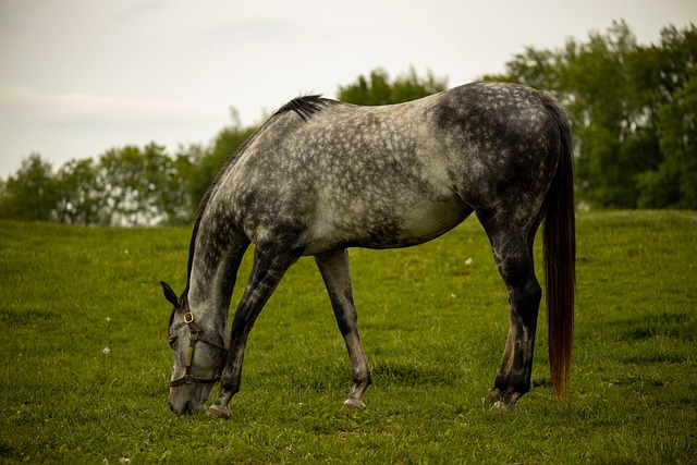 Equestrian-friendly zoning