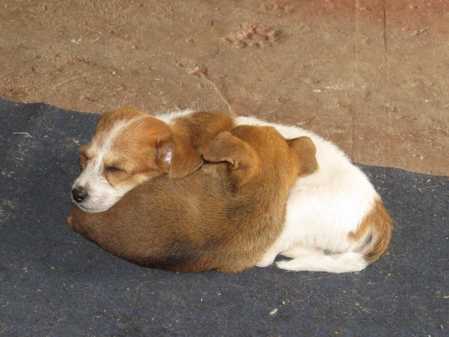 Equestrian-friendly zoning