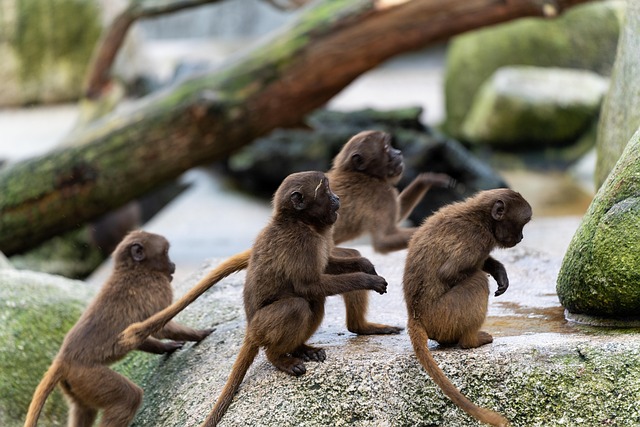 executive housing near price road corridor