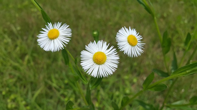 first-time homebuyer