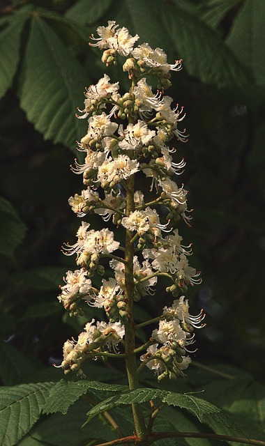 future retail and infrastructure buckeye az