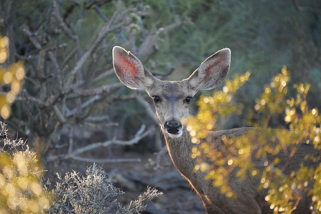 high net worth relocation to arizona 2026