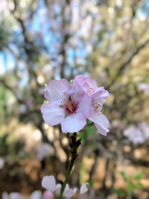 homes near mayo clinic discovery oasis campus