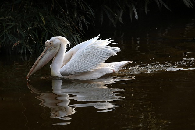 homes near mayo clinic discovery oasis campus
