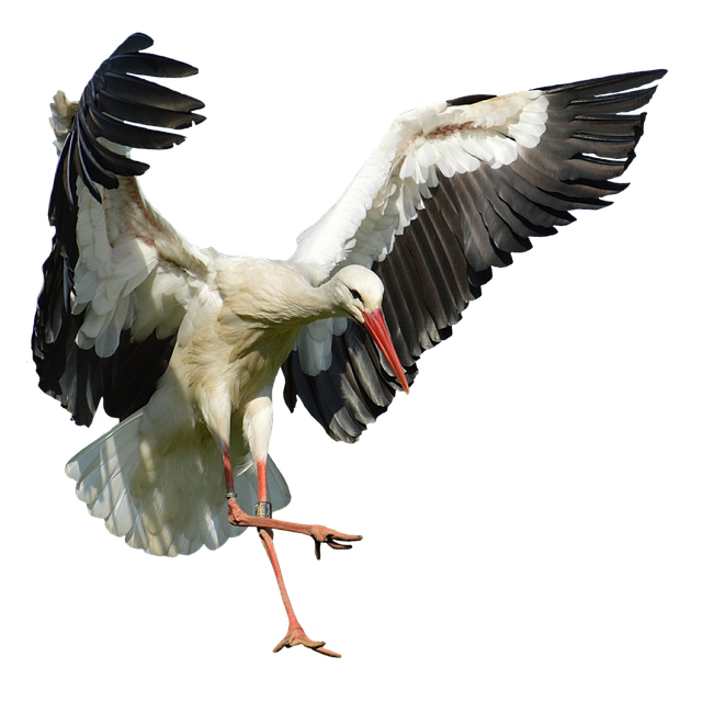 Unlocking Savings: Practical Guide to Homestead Exemption Benefits