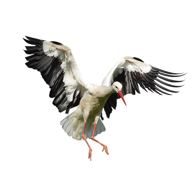 lifestyle at the park at PV phoenix