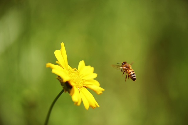 living in a phoenix cool pavement community