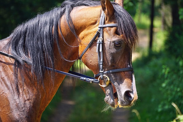 living in a phoenix tree equity priority area