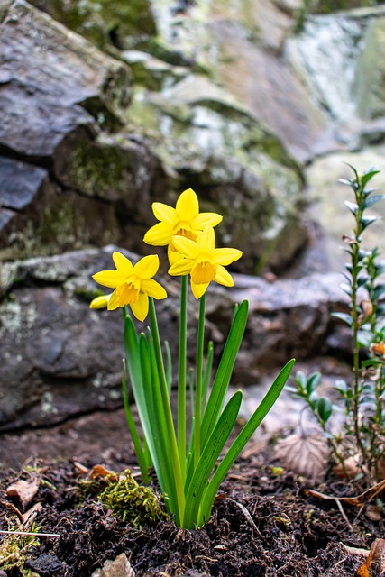 Design-Build vs GC: Phoenix Vertical Garden Living Costs