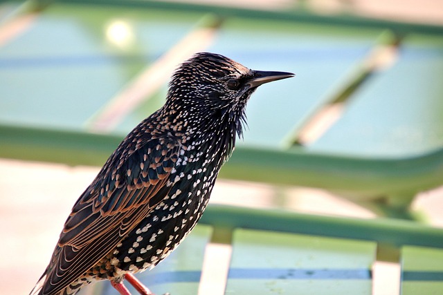living in a phoenix vertical garden condo