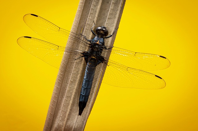 living in a single family rental community phoenix