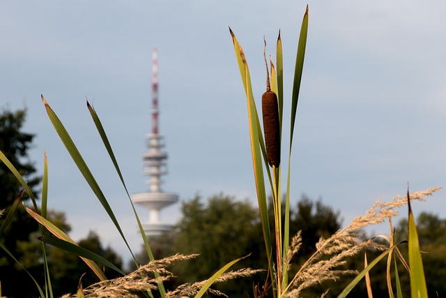 living in phoenix with native riparian vegetation