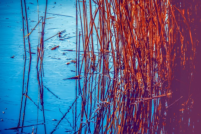 living in phoenix with native riparian vegetation