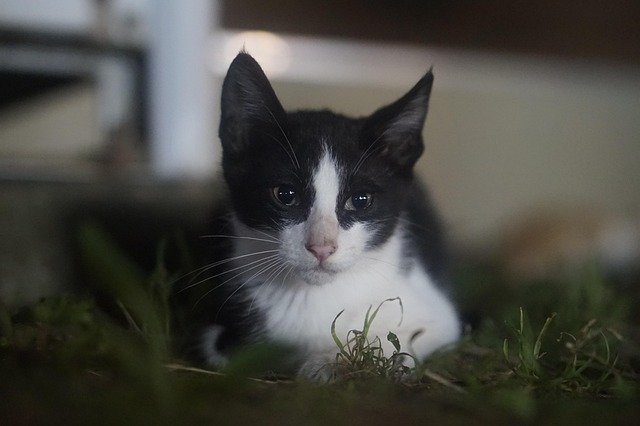 living near intel ocotillo campus chandler