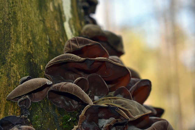 living near mesa gateway aerospace hub