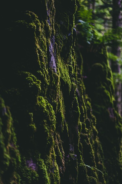 living near phoenix mountain preserve trails