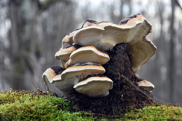 living near skysong scottsdale tech hub