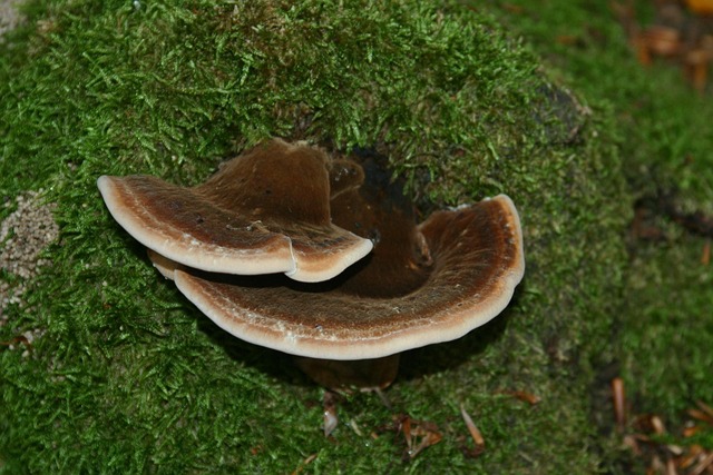 living near skysong scottsdale tech hub