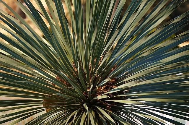 Low-maintenance landscaping